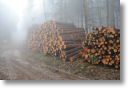 Holzwirtschaft